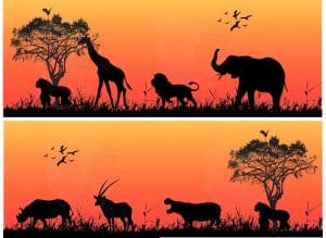 African sunset with silhouette animals